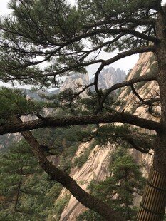黄山峭壁上的苍松