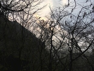 黄昏下的树木与朦胧远山