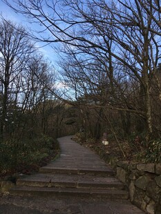 冬日寂静林间小径