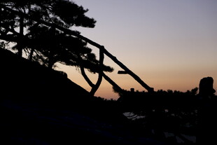 黄昏下的树木剪影