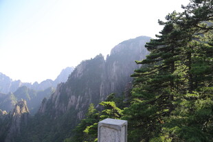 黄山奇峰旁的绿树景致