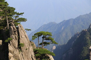 黄山奇峰上的苍松美景