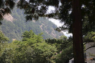 山林间的葱郁景致