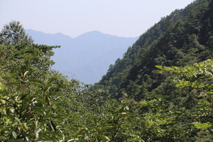 山间绿意盎然的自然景致