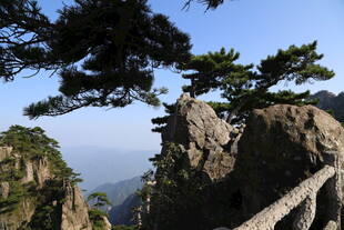 黄山奇峰上的苍松