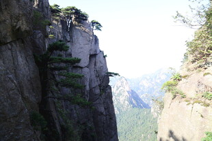 险峻峭壁上的顽强树木