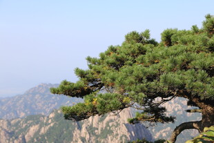 黄山劲松傲立山间
