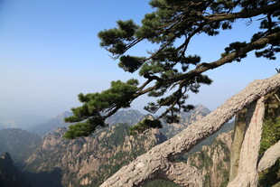 黄山松景 山间秀丽风光