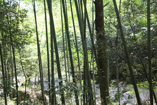 翠绿竹林 自然清新景致