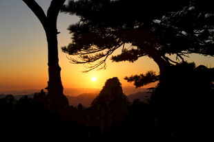 夕阳下的树木剪影