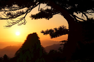 夕阳下的苍松与远山