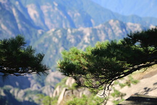 山间松枝与壮丽山景