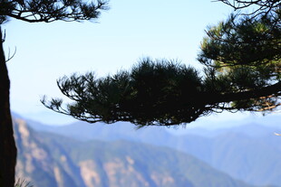 黄山松景 远山朦胧