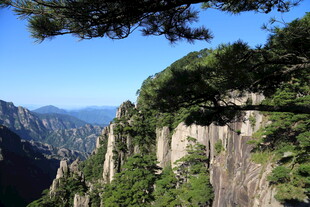 壮丽山景展现绝壁奇松