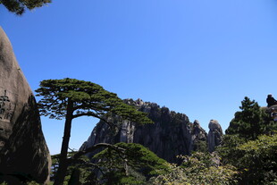 黄山奇峰劲松美景