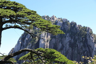 黄山奇峰与苍松景观