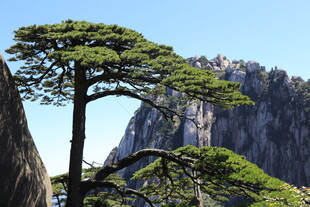 黄山奇松伴巍峨山峦