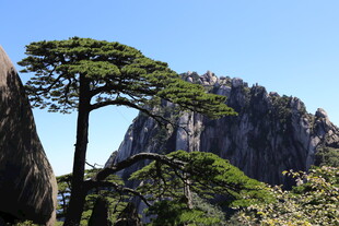黄山奇松与巍峨山峦