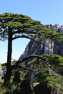 黄山迎客松 峻岭相伴