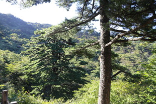 山林中的挺拔松树