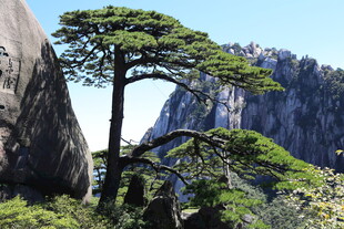 黄山奇松屹立于山石间