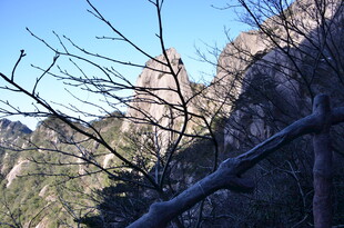 山间树枝与远处山峦