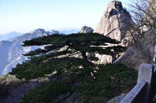 黄山奇峰旁的苍劲松树