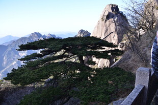 黄山迎客松 峻岭中的奇景