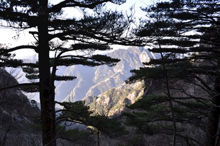山间松影下的壮丽山景