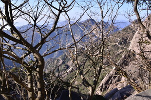 山间枯树与远处山峦景色
