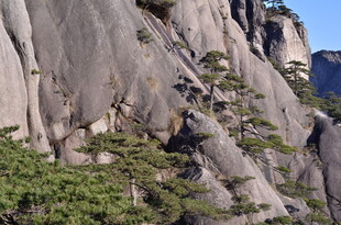 峻峭山石间的翠绿松树