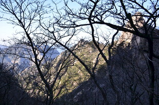 冬日山林 枯枝与远山