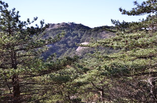 山林间的松林景致