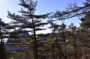 山林中的挺拔松树