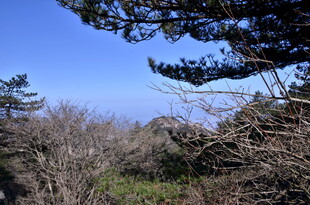 山林间的蓝天与松枝