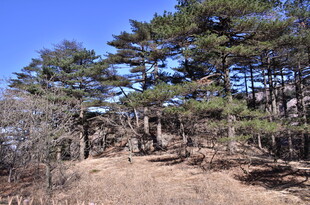 山林松景 自然清新风光