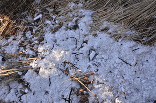 地面残雪与枯草景象