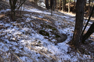 冬日林间覆雪景象