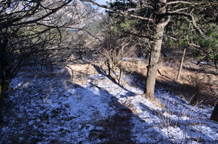 冬日林间覆雪景象