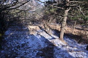 冬日林间覆雪小径