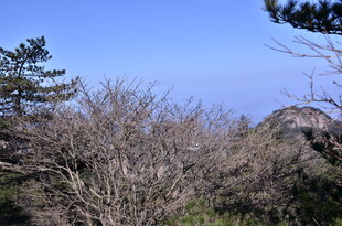 山林景致 树木与远山