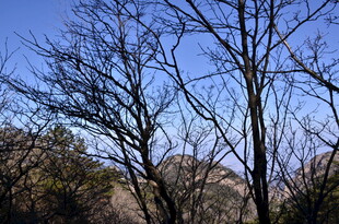 冬日枯树与蓝天景象