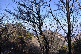 冬日光秃树林景象