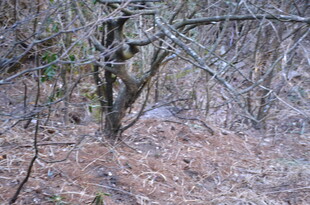 冬日枯树林景象