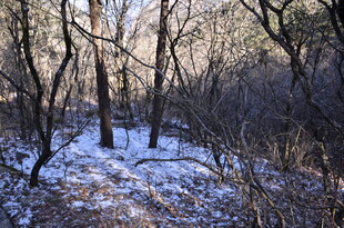 冬日雪覆树林景致