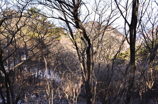 冬日枯树林中的静谧水域