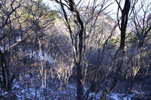 冬日雪覆树林景象