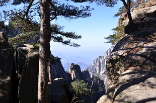 黄山奇峰间的挺拔松树