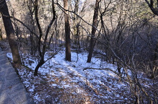 冬日雪覆树林景象