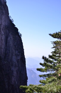 巍峨峭壁旁的翠绿松树